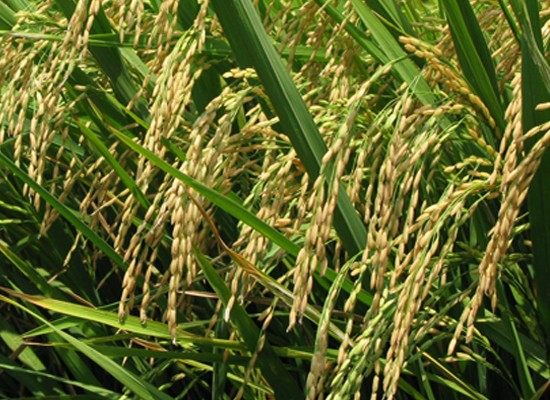 Đất Nhiễm Phèn - Biện pháp tăng năng suất, giảm chi phí trong canh tác lúa