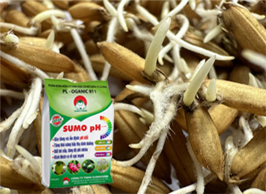 MỚI NHẤT: Xử lý hạt giống mùa mưa bão - Chống vùi giống - Nổi mạ bằng Sumo pH