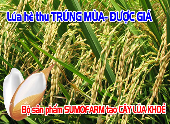 TRÚNG LỚN: Hè Thu TRÚNG MÙA cùng sản phẩm SUMOFARM. Lúa KHỎE - SẠCH BỆNH -GẠO NẶNG KÝ CHỐNG NHÓT LÚA