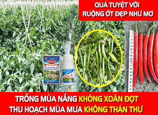 Quy trình mới trồng ớt NGỪA XOĂN ĐỌT-HẠN CHẾ THÁN THƯ 