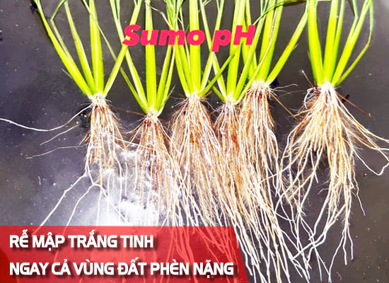 CHẤN ĐỘNG: Rễ ra kín đất -bám đất thật sâu - đẻ nhánh sớm -ngừa bướu rễ hiệu quả nhất