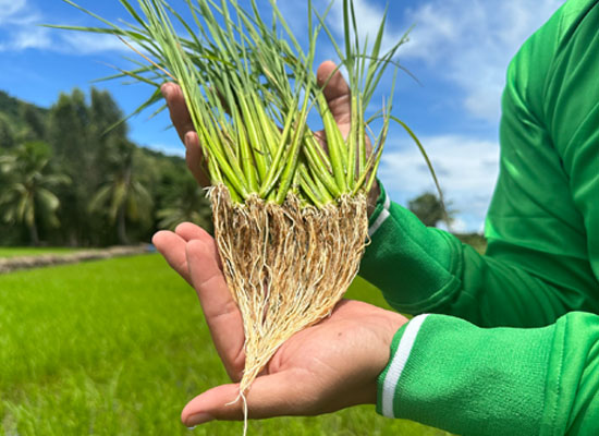 Lúa ra rễ tới thu hoạch - Hạ phèn nhanh nhất sumo pH