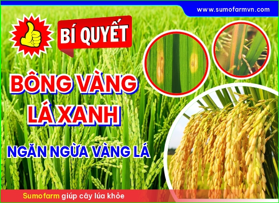 BÍ KÍP: NGỪA VÀNG LÁ CHÍN SỚM HIỆU QUẢ - SẠCH BỆNH LÁ CHÂN - XANH GIÉ NO HẠT